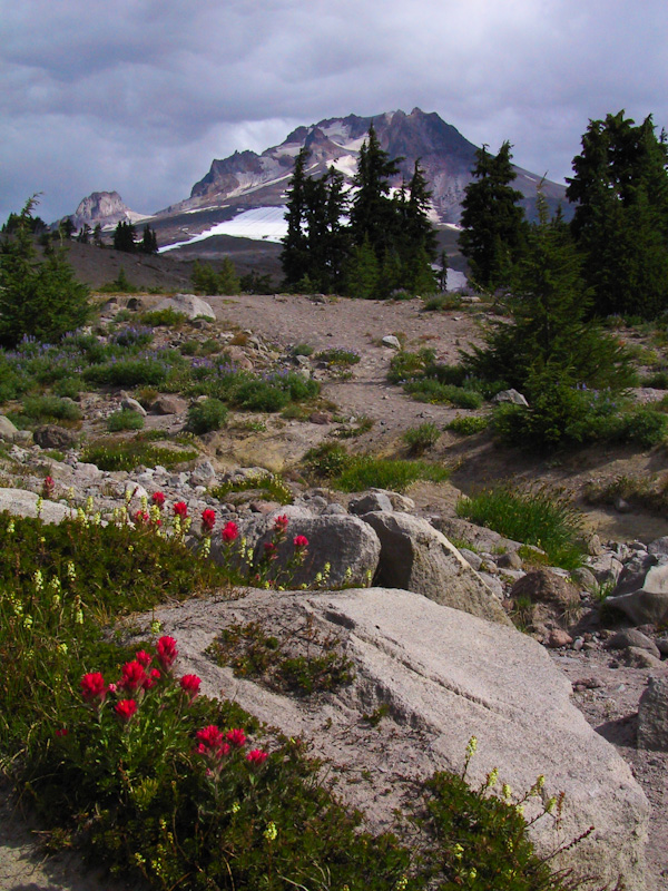 Wildflowers And Mount Hood